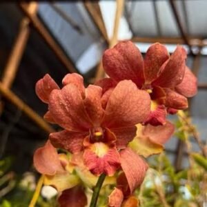 Dendrobium (Thongchai Gold x Sampran Brown)-Seedling