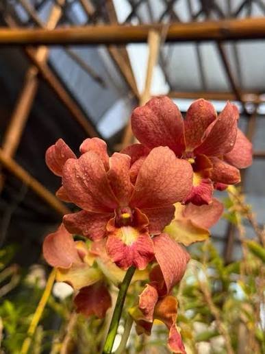 Dendrobium (Thongchai Gold x Sampran Brown)-Seedling