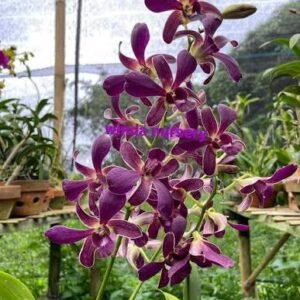 Dendrobium (Thoshiko Blue x Izumi) #352-Seedling