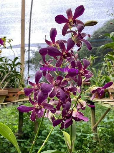 Dendrobium (Thoshiko Blue x Izumi) #352-Seedling