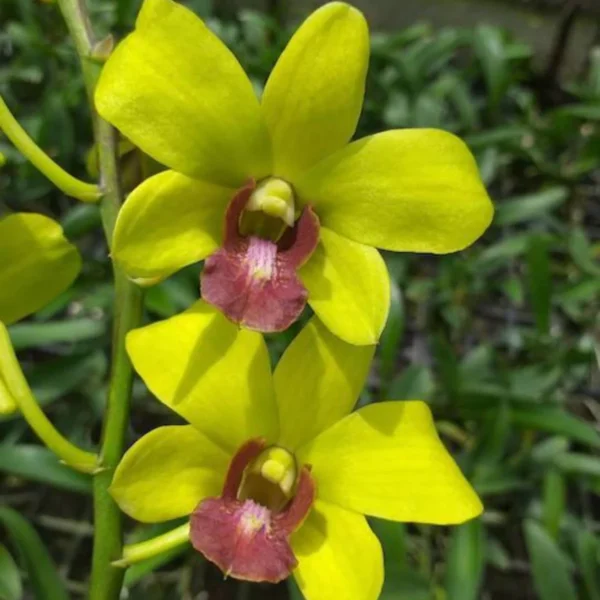 Dendrobium Burana Jade-Seedling