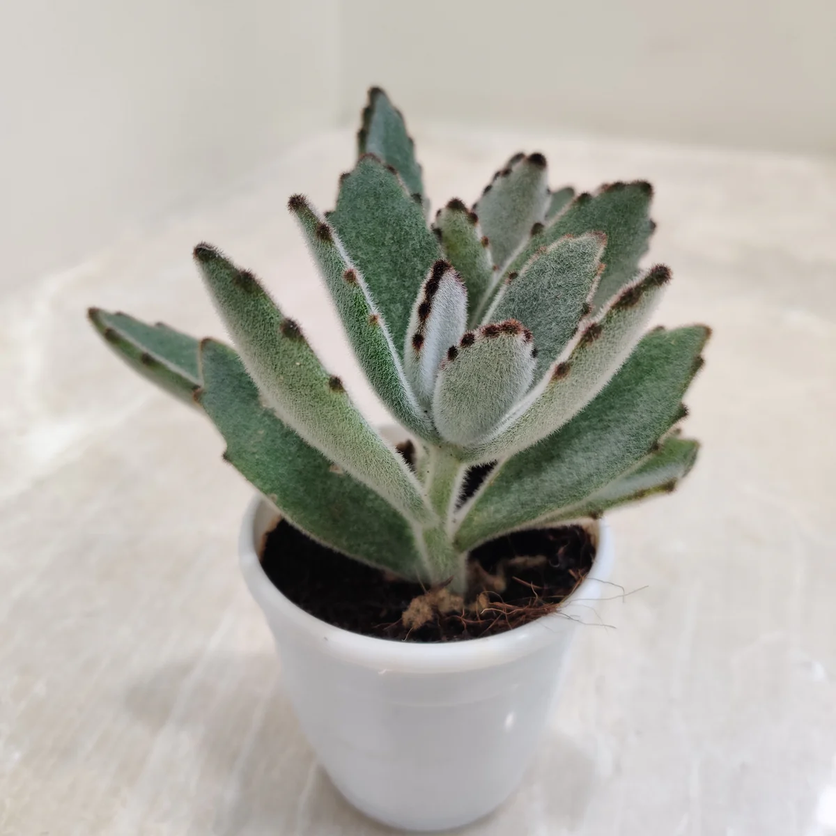 Kalanchoe Tomentosa Chocolate Soldier Panda Plant - Image 2