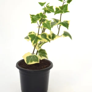 Variegated English Ivy (Hedera Helix) Plant - Image 2