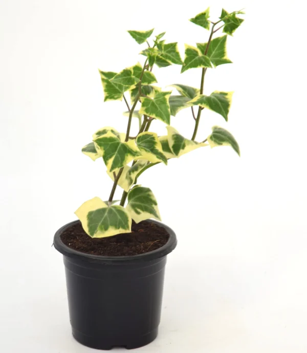 Variegated English Ivy (Hedera Helix) Plant