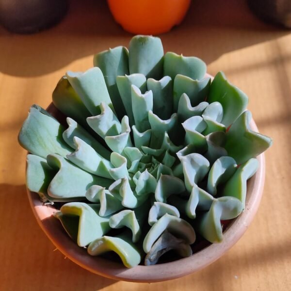Topsy Turvy Echeveria Succulent plant