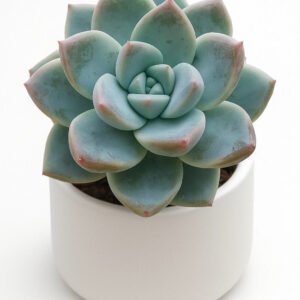 Echeveria Alba Beauty Succulent Healthy Plant - Image 2