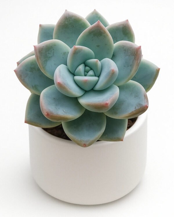 Echeveria Alba Beauty Succulent Healthy Plant