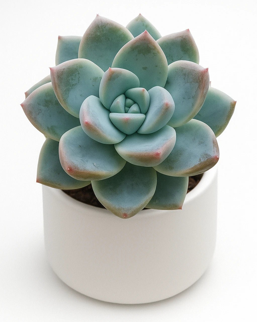 Echeveria Alba Beauty Succulent Healthy Plant - Image 2
