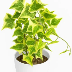Variegated English Ivy (Hedera Helix) Plant
