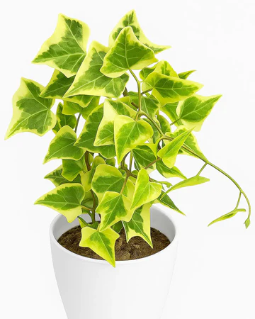 Variegated English Ivy (Hedera Helix) Plant