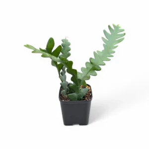 Fishbone Cactus (Disocactus anguliger or Epiphyllum anguliger) Plant - Image 3