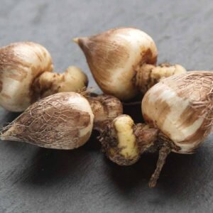 Freesia Mixed Color Flower Bulbs - Image 2