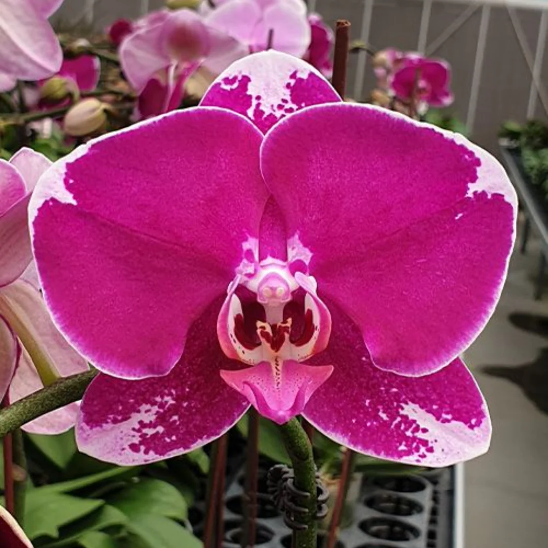 Phalaenopsis Orchid Fuller Pretty Girl FL89195 Seedling - Image 1