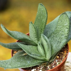 Gasteria Gracilis Giromagi Healthy Succulent Plant