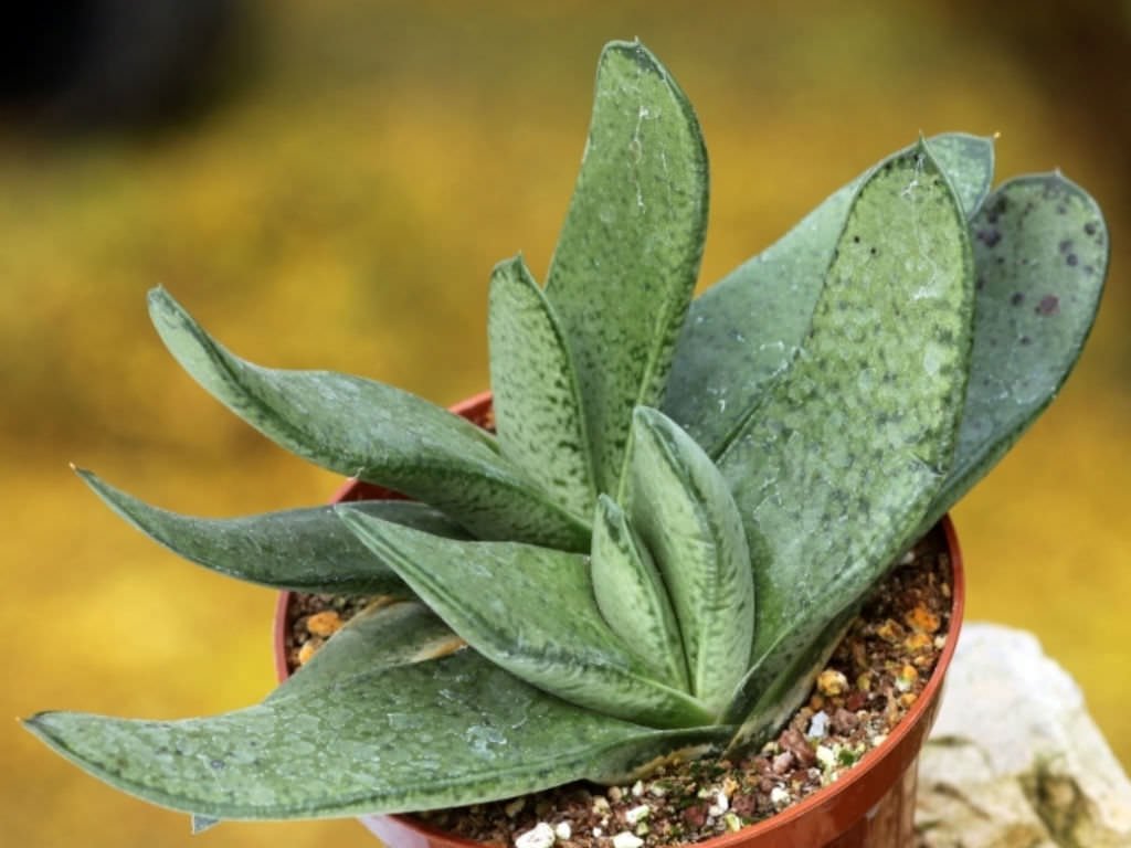 Gasteria Gracilis Giromagi Healthy Succulent Plant - Image 1