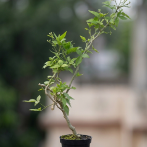 Thai Bael/bel Thornless Grafted Healthy Plant - Image 4