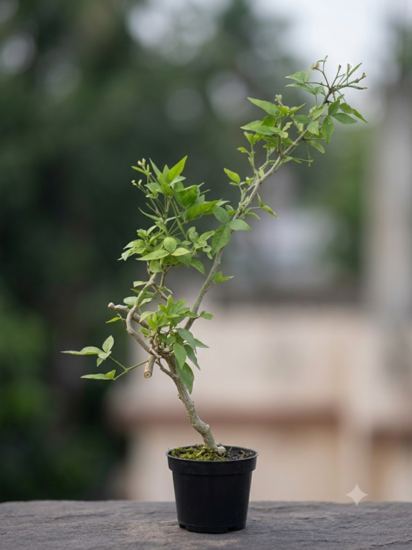 Thai Bael/bel Thornless Grafted Healthy Plant