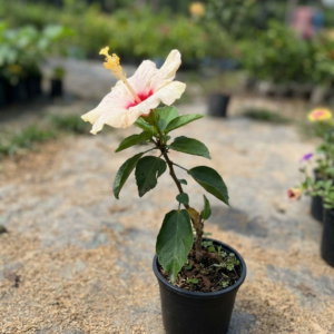 Hybrid White Variety Hibiscus/Gudhal Flower Plant - Image 3