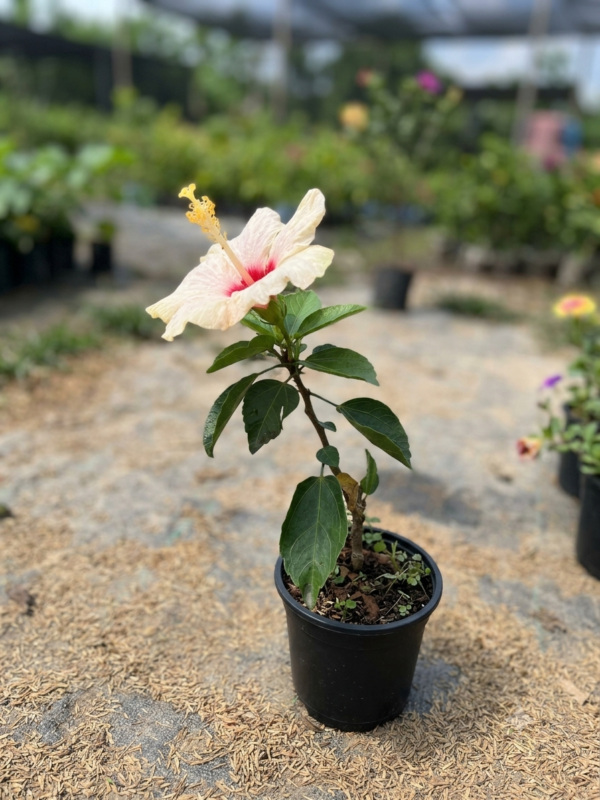 Hybrid White Variety Hibiscus/Gudhal Flower Plant