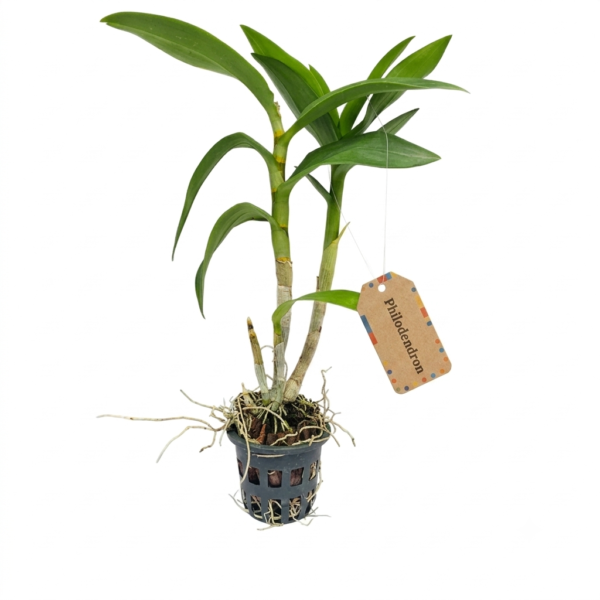 Dendrobium Air Two Tones-Seedling