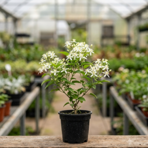 Budhha Jui/Juhi Fragnance Healthy Flower Plant - Image 2