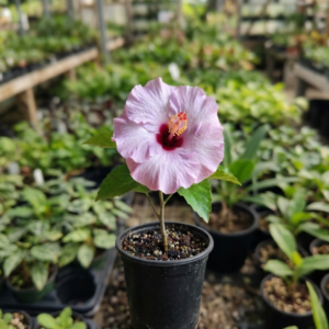 Hybrid Double Petal Purple Variety Hibiscus/Gudhal Flower Plant - Image 2