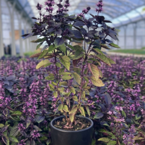 African Blue Basil/Tulsi Healthy Camphor Smell Plant