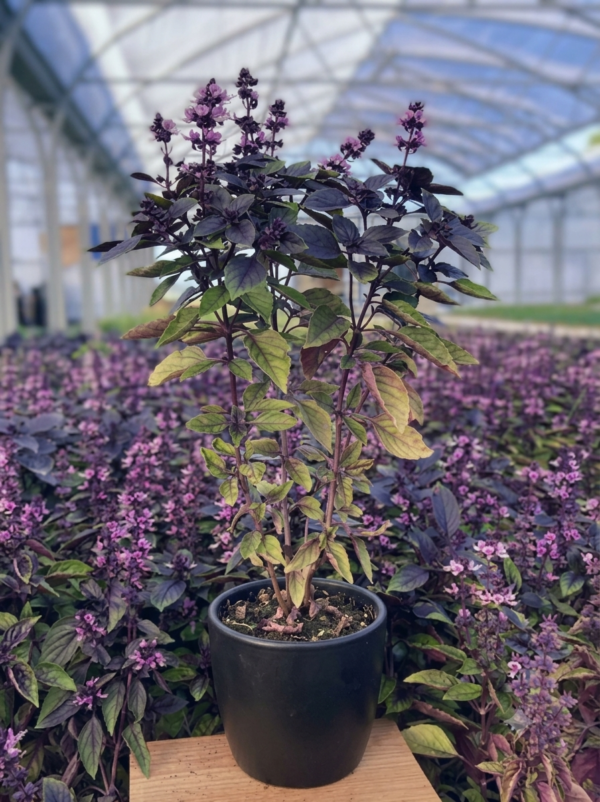 African Blue Basil/Tulsi Healthy Camphor Smell Plant