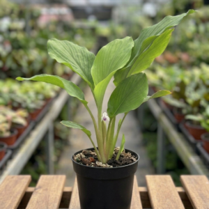 Rare Thai Black Ginger/Black Galangal Herbal Healthy Plant