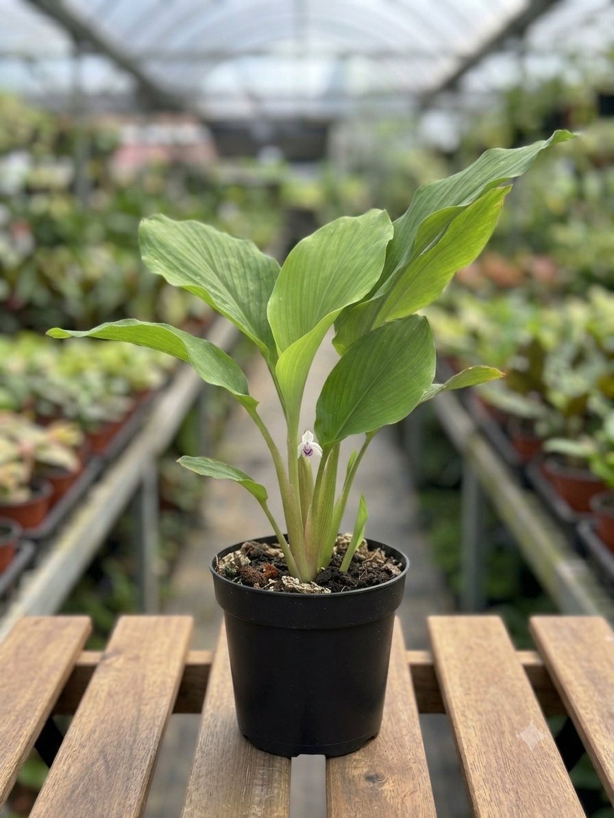 Rare Thai Black Ginger/Black Galangal Herbal Healthy Plant - Image 1