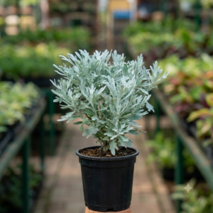 Hybrid Indian White Lavender Leaf Healthy Plant - Image 2