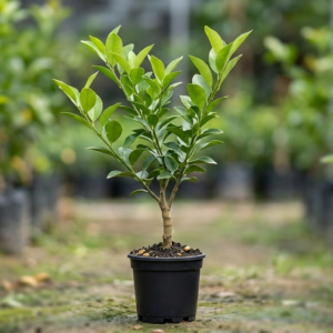Hybrid Kolkata Pati Lemon Healthy Plant - Image 3