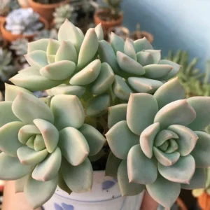 Graptoveria Titubans Healthy Succulent Plant