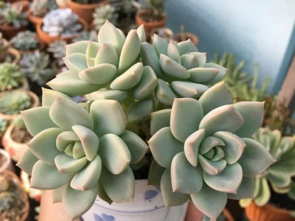 Graptoveria Titubans Healthy Succulent Plant