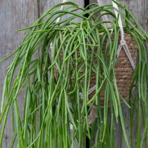 Mistletoe Cactus (Rhipsalis baccifera) Hanging Succulent Plant