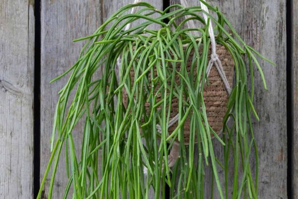 Mistletoe Cactus (Rhipsalis baccifera) Hanging Succulent Plant