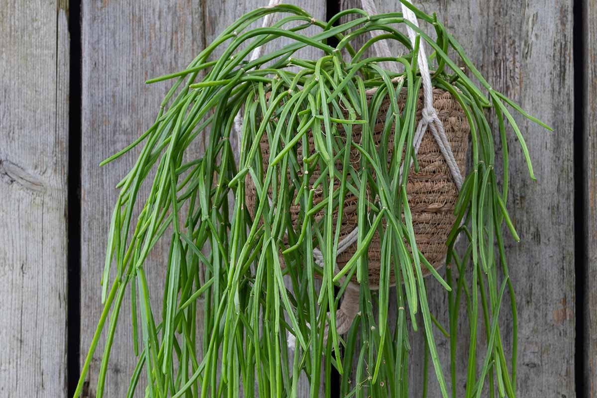 Mistletoe Cactus (Rhipsalis baccifera) Hanging Succulent Plant - Image 1