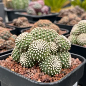 Rebutia Krainziana (Crown Cactus) PLant - Image 2