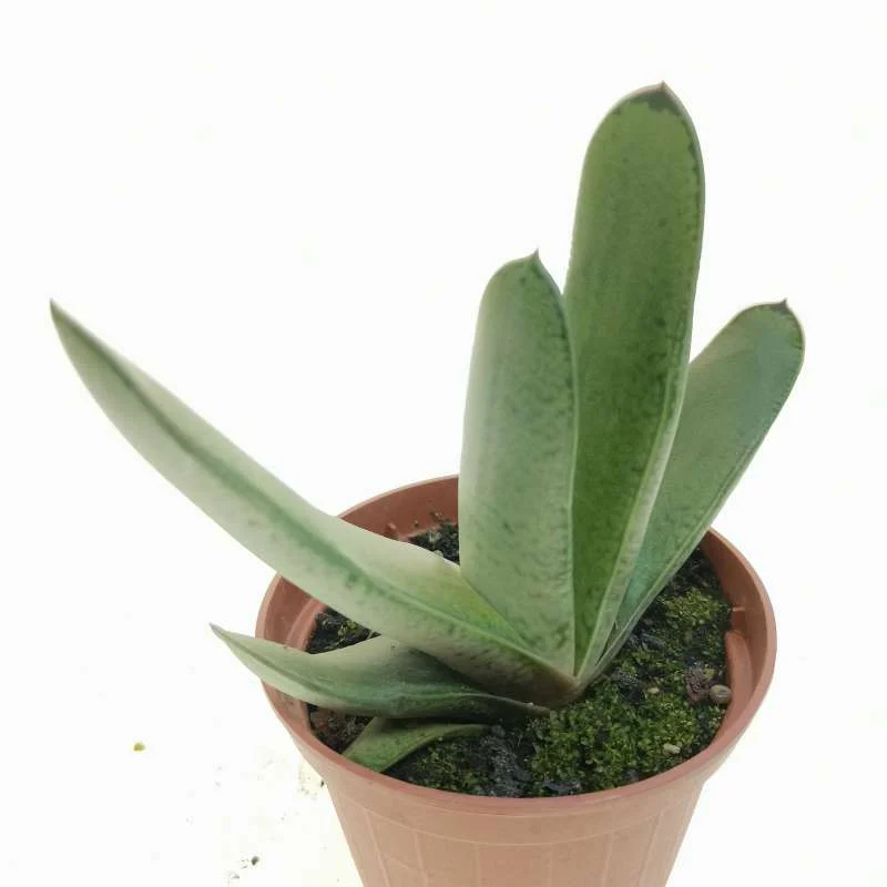 Gasteria Gracilis Giromagi Healthy Succulent Plant - Image 2