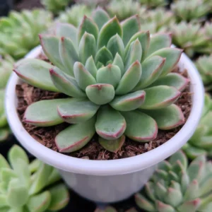 Echeveria Royal Green Succulent Plant