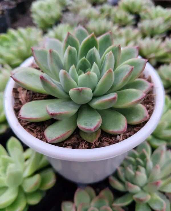 Echeveria Royal Green Succulent Plant