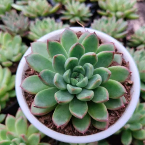 Echeveria Royal Green Succulent Plant - Image 2