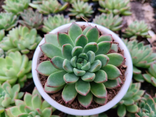 Echeveria Royal Green Succulent Plant
