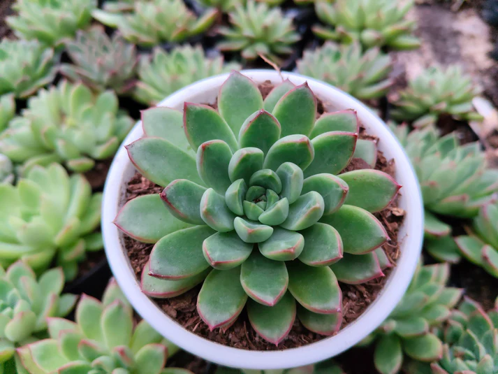 Echeveria Royal Green Succulent Plant - Image 2