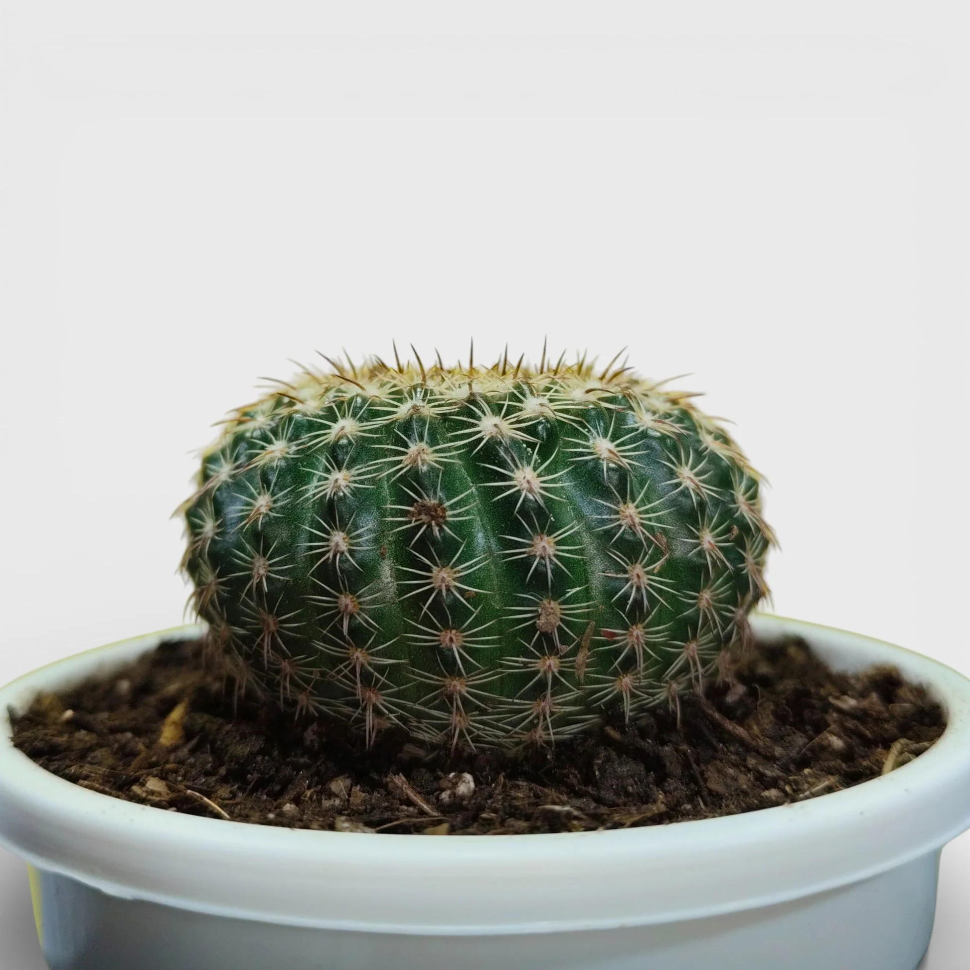 Noto Elegance Cactus Plant - Image 3