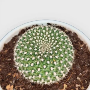 Rebutia Krainziana (Crown Cactus) PLant - Image 3