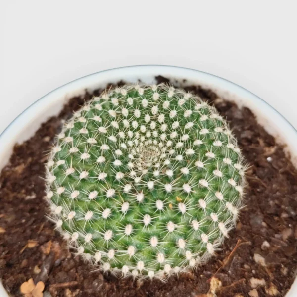 Rebutia Krainziana (Crown Cactus) PLant
