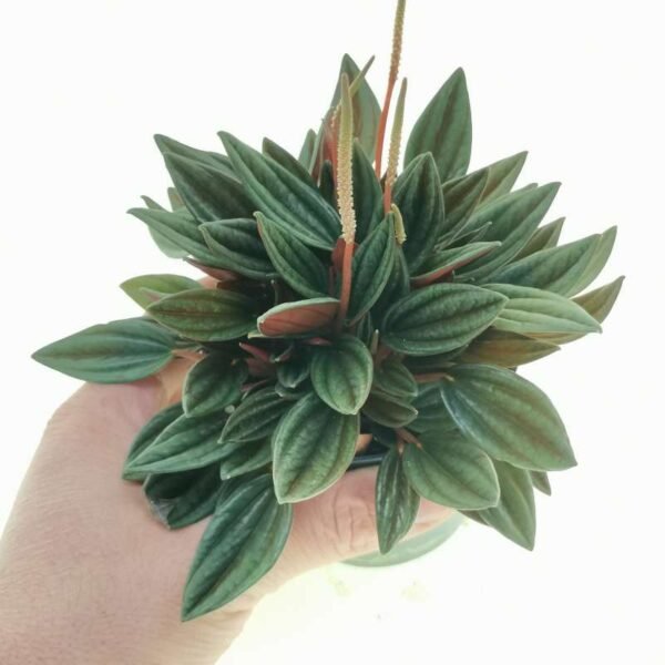 Peperomia Caperata Rosso (Caperata Eden Rosso) Plant