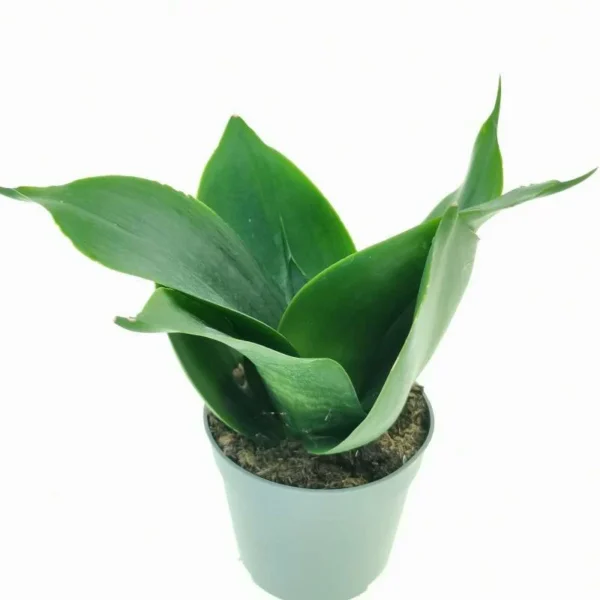 Black Jade Dwarf Snake Healthy Live Plant