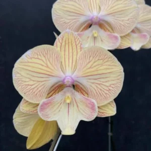 Phalaenopsis Orchid JC Stars Shining JC372 Seedling
